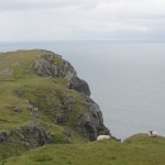These sheep are awfully gutsy hanging on the edge of the cliffs.