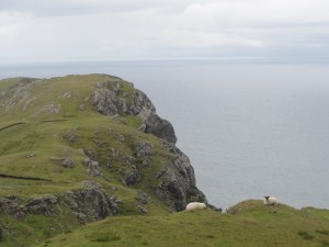 These sheep are awfully gutsy hanging on the edge of the cliffs.